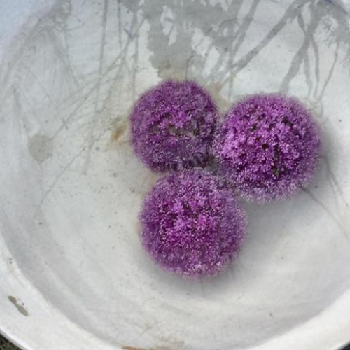 fiori per fontana, fiori per vaso da giardino, fiori e fontana artistici